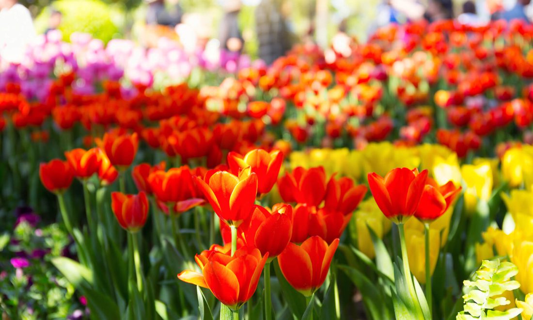 Sandringham Flower Show